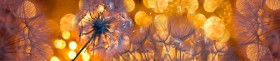 Кухонный фартук Мерцание Одуванчики золотистые 3 серебро в Белокурихе - belokuriha.katalogmebeli.com | фото
