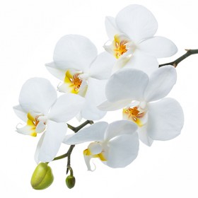 Стол обеденный Танго белый/Орхидея в Белокурихе - belokuriha.katalogmebeli.com | фото 3